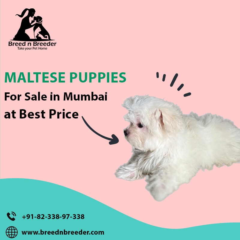 Maltese dog for sale in Mumbai - Breed n Breeder